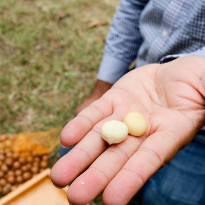 Macadamias are Australia’s second-biggest nut export, predicted to be worth $350 million by 2025.